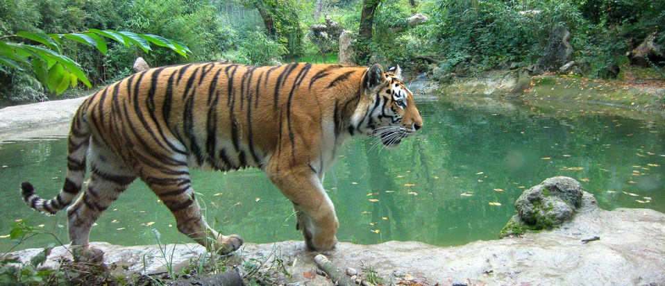AOP advice on watching The Jungle Book in 3D