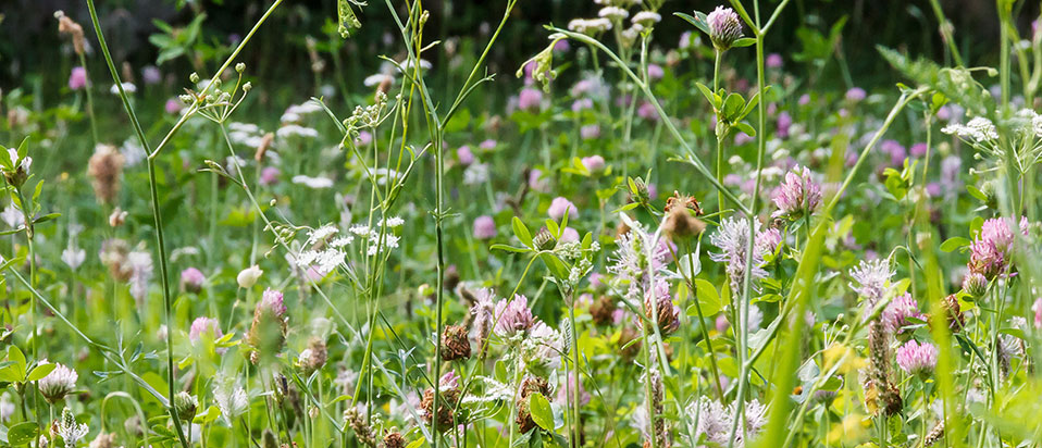 Flowers in a meadow