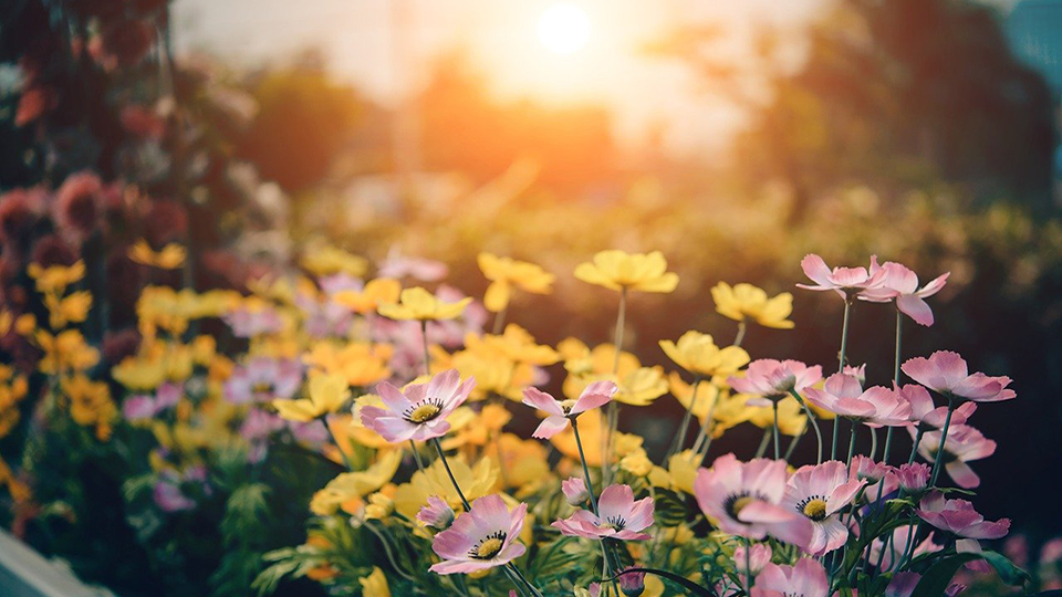 Blooms