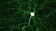 Promise for regenerating damaged neurons in glaucoma