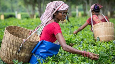 Indian tea pickers