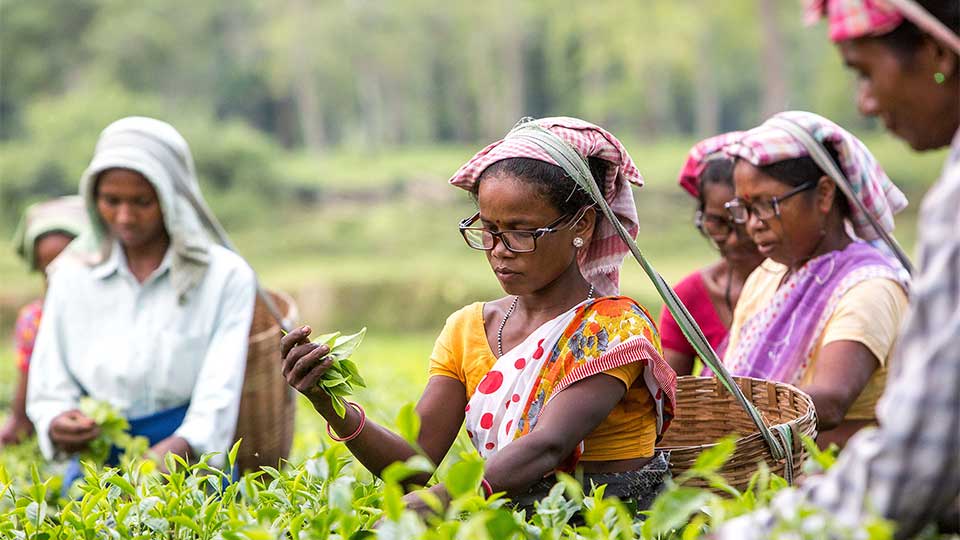 Indian tea pickers