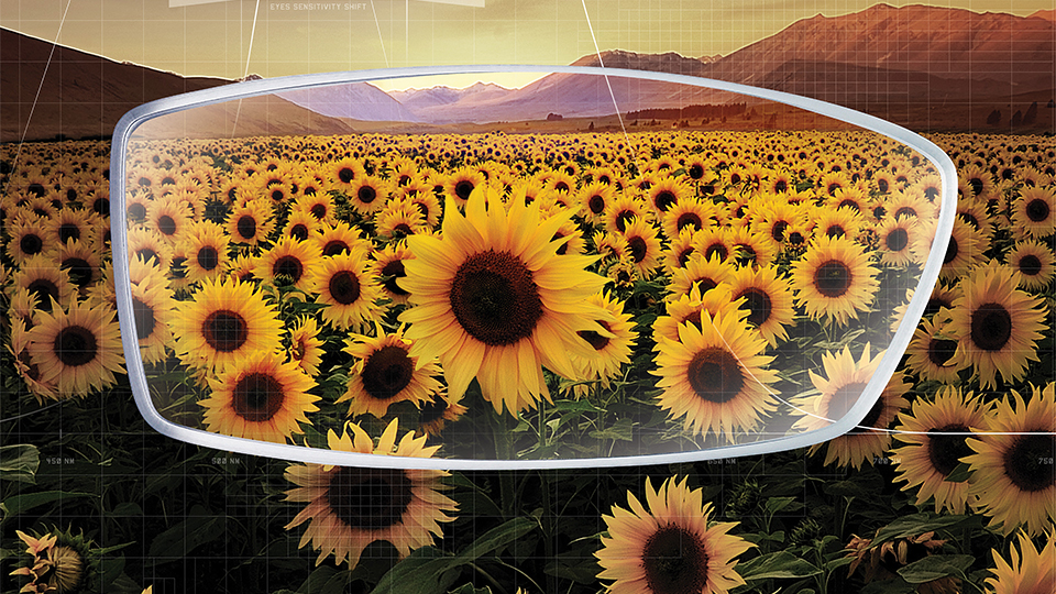 Nikon sunflowers 