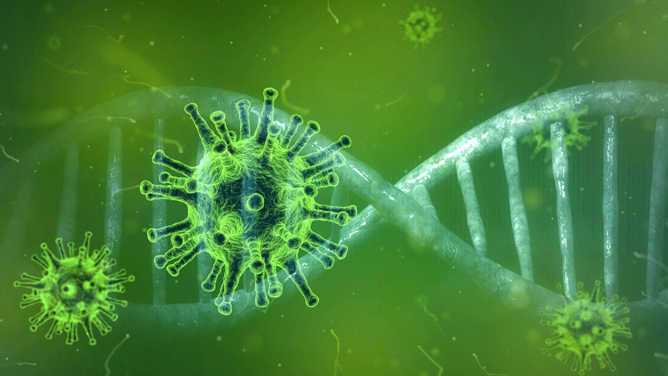 Coronavirus and DNA