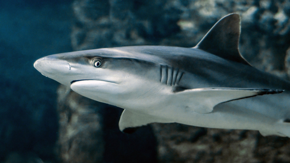 Mistaken identity: scientists suggest poor vision to blame for some shark bites - Vimarsana News