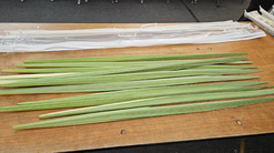 Palm branches at Yaron Jacob’s synagogue ahead of Sukkot