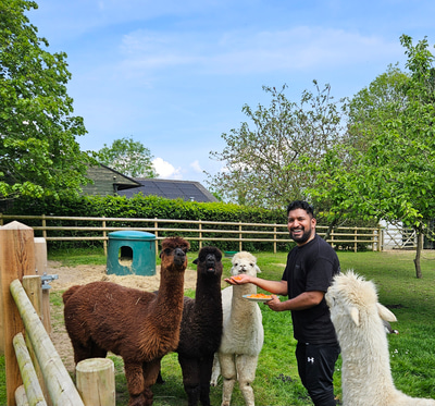 Zabir Ali feeds alpacas