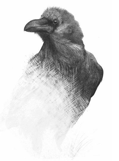 Raven