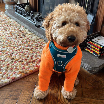 Brown fluffy dog in bright orange jacket