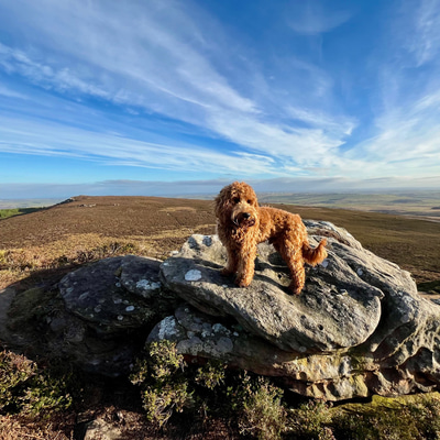 A fluffy brown dog, Fergus, stands on a large rock in a wide open sunny landscape 