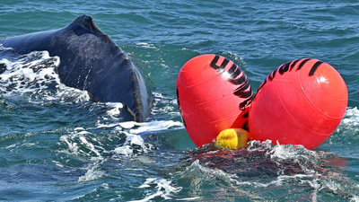 The back of a humpback whale curves above the water. Two large red bouys and a small yellow bouy bob on the waves beside it because the cord is tangled around the whale’s tail, hidden under the waterline.