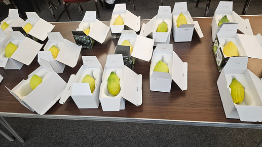Etrog at Yaron Jacob’s synagogue ahead of Sukkot