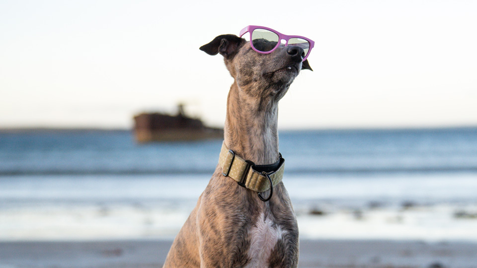 Isla Kirkness’ whippet, Stevie