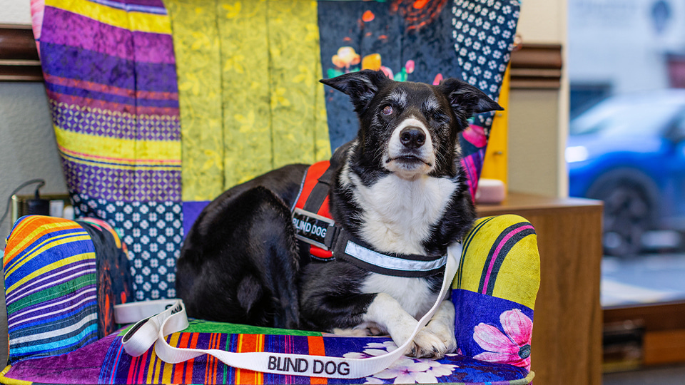 Francesca Fulgoni’s dog is photographed sitting on a brightly upholstered chair 