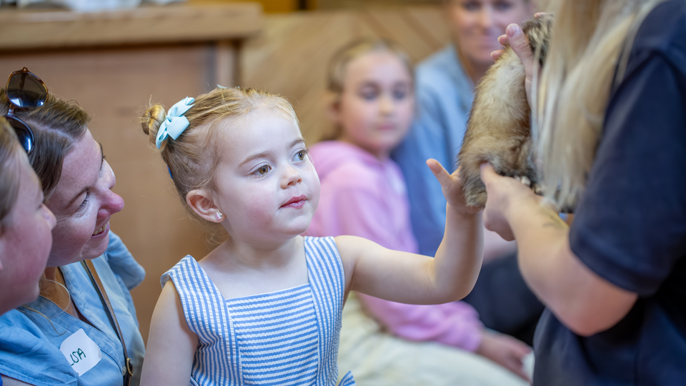 Jessy, wearing a blue and white striped dress and with her hair in buns, leans forward to pet a ferret at a CHECT family day