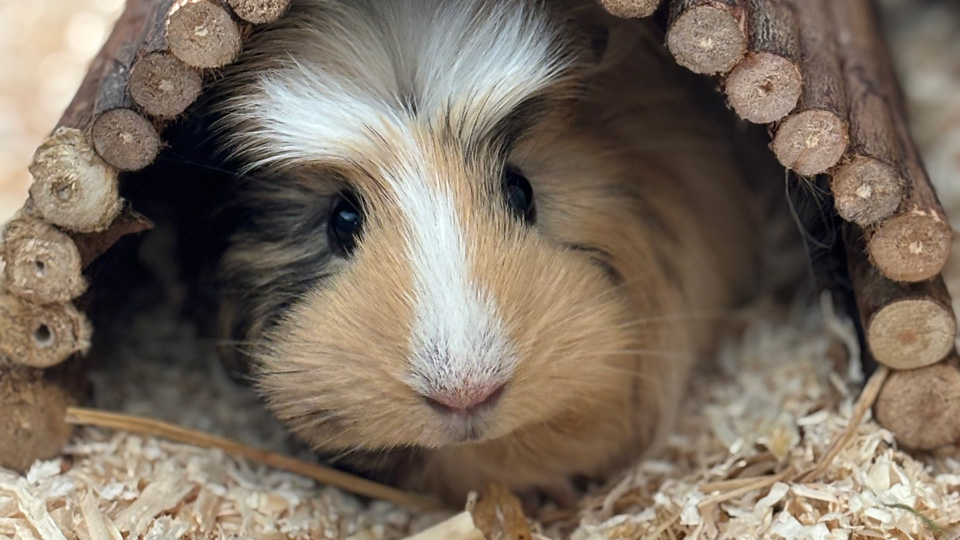 A sandy brown, white and black dappled guinea pig peeks out at the camera from inside of a wooden log arch