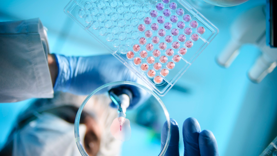 A laboratory scientist holds a pipette over a petri dish