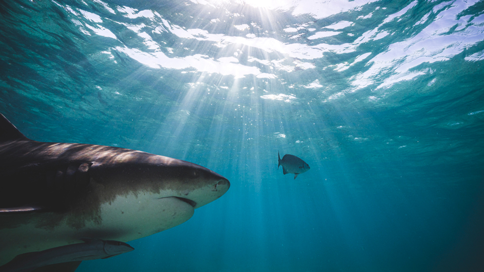 A shark follows a fish in the ocean