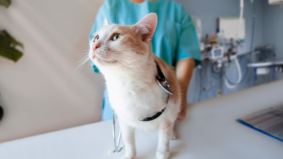 A cat is pictured with a clinician in the background at the vet