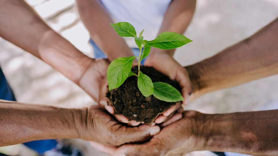 A group of people hold a young plant growing in soil