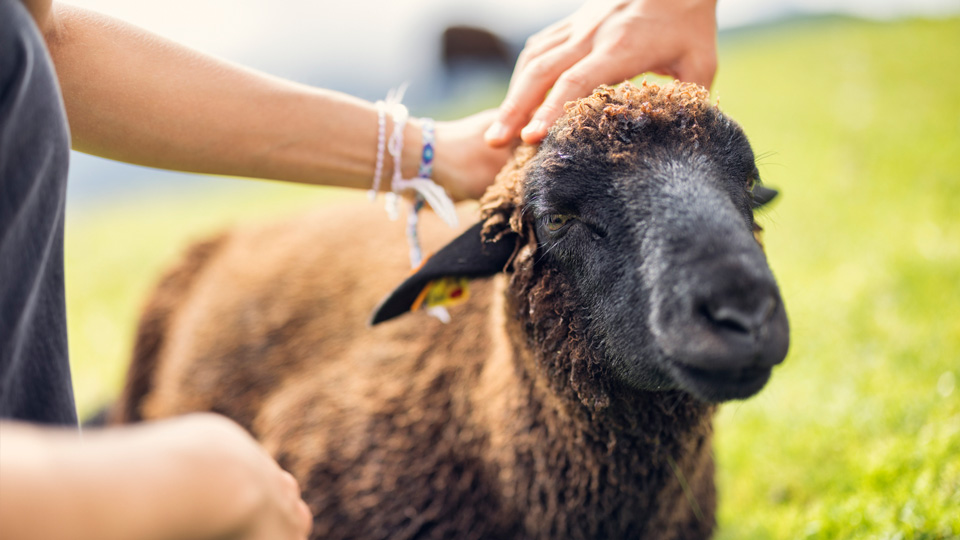 People pet a small brown sheep