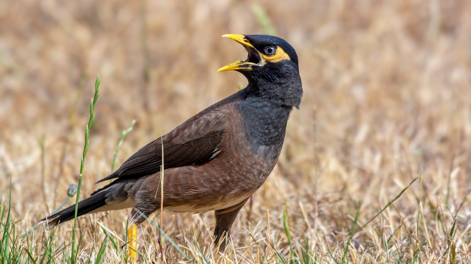 A myna bird in a field