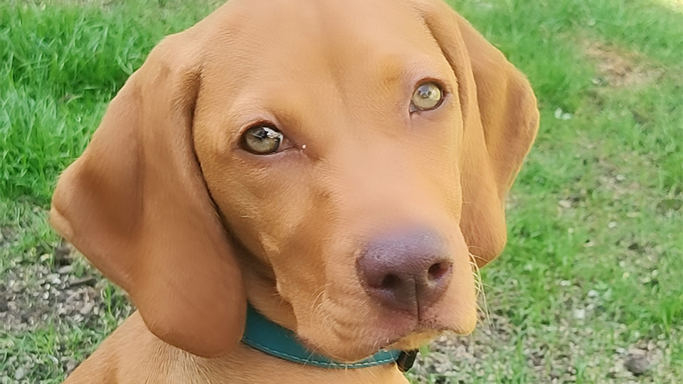 A young golden-brown dog with floppy ears and light amber eyes sits on a grassy lawn, looking directly at the camera with its head slightly tilted. The dog wears a teal collar, and patches of sunlit grass and bare ground are visible in the background