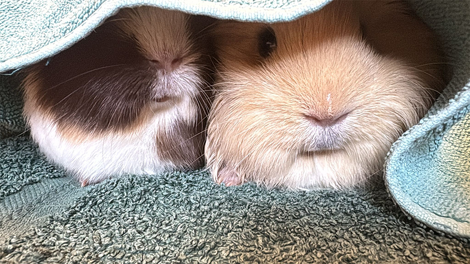 A close-up shot of a group of light brown guinea pigs
