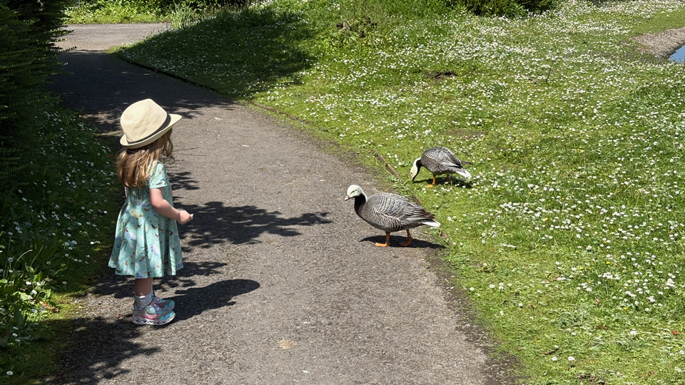 James Brawn’s daughter photographed with ducks on a family outing