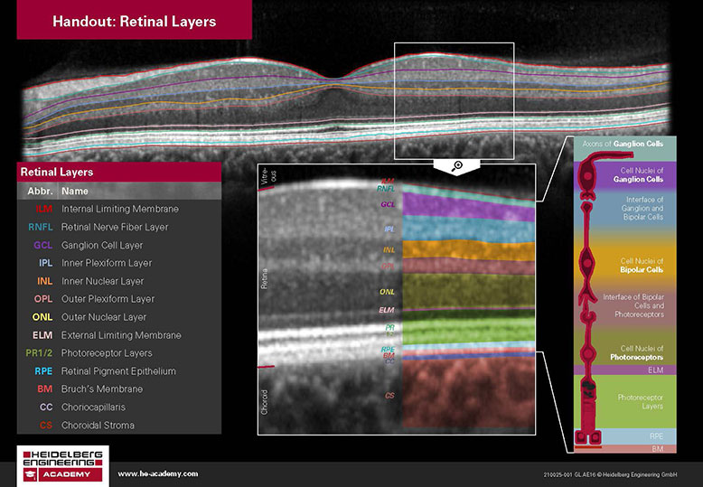 Retinal layers handout