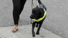 Guide Dogs join Vision UK conference