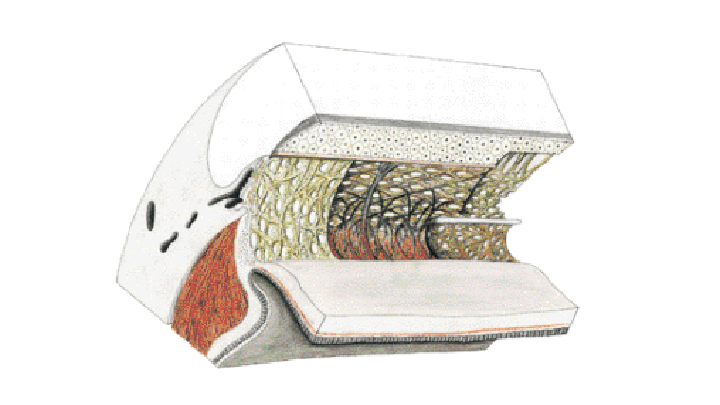 Trabecular Matrix Trabecular Meshwork Anatomy