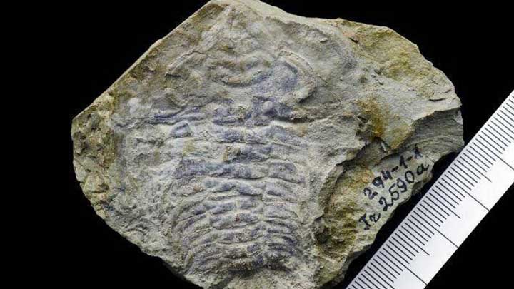 The oldest eye ever discovered?