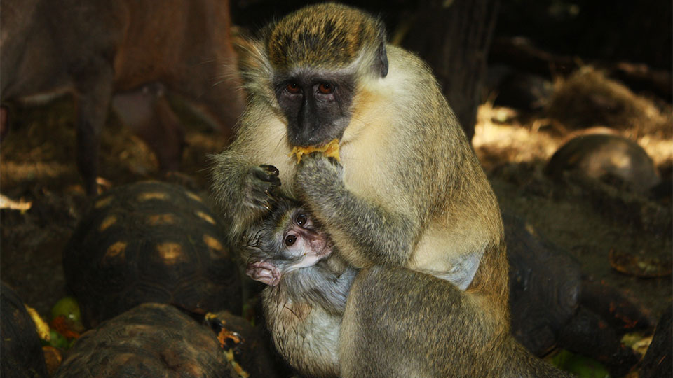 Monkey in Barbados