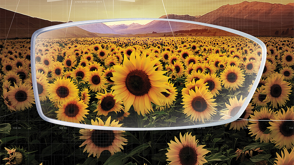 Nikon sunflowers