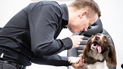 Dog having a sight test
