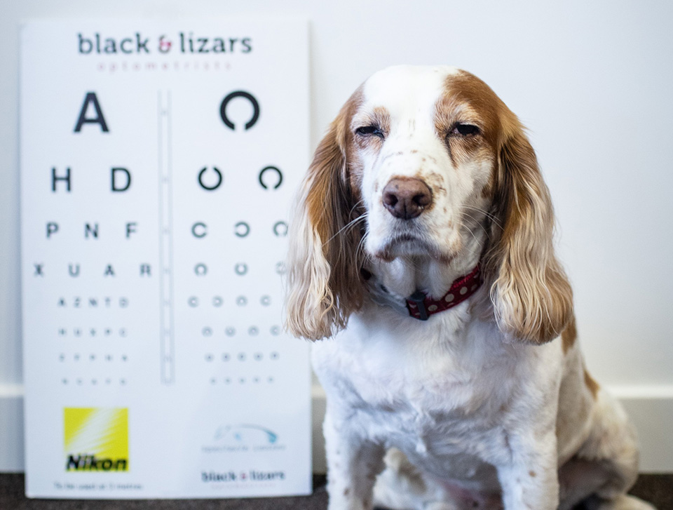 Dog having sight test
