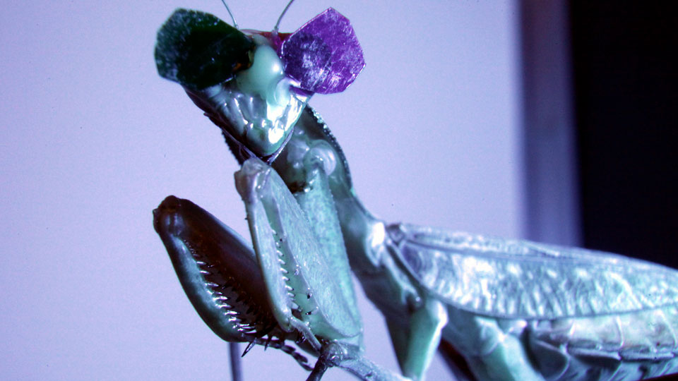 Praying mantis
