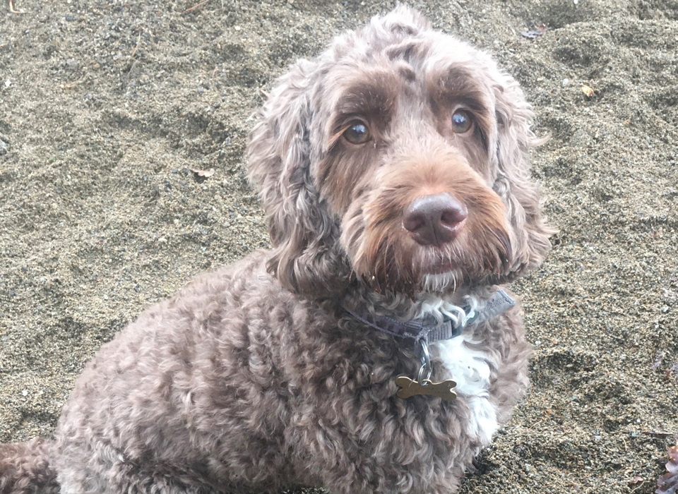 dog