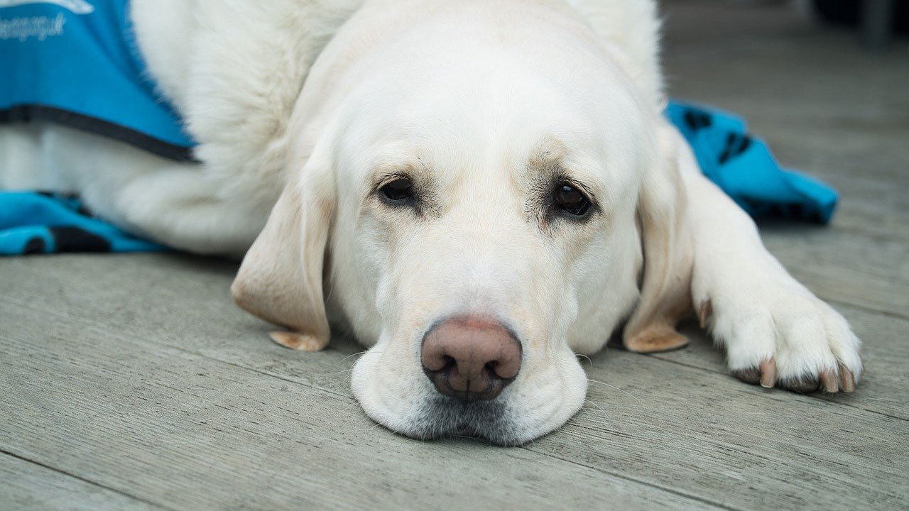 Guide dog