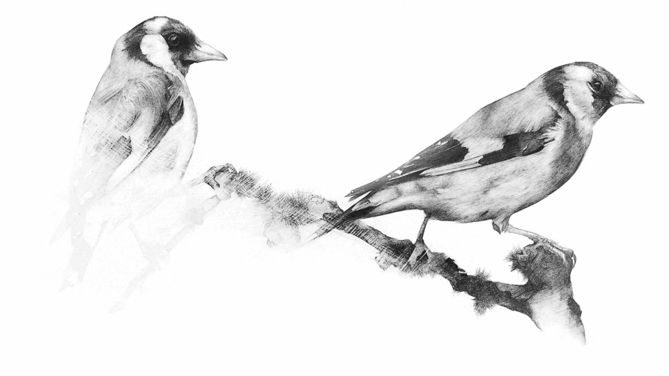 Goldfinches