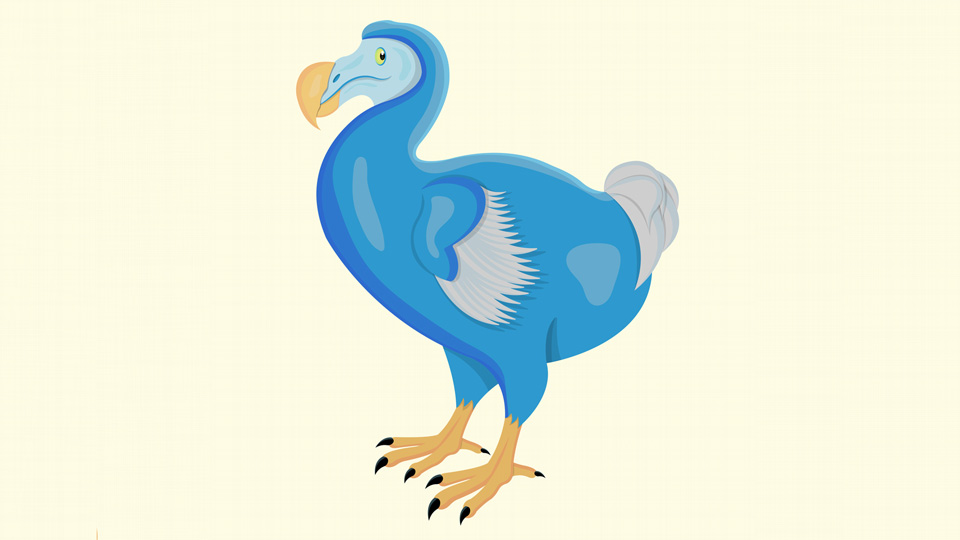 dodo