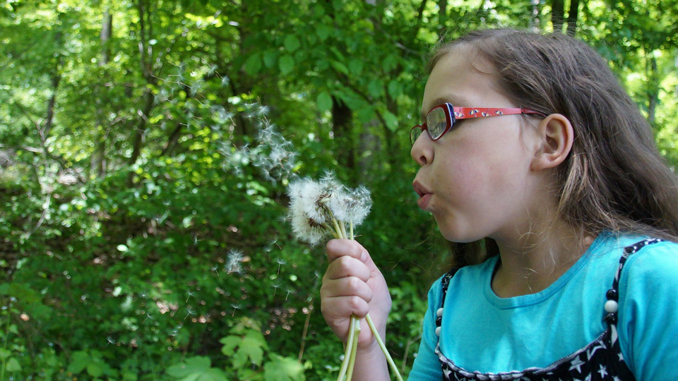 child blowing a dandelion