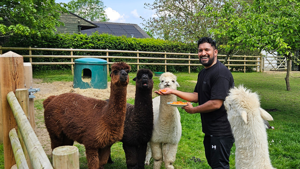 Zabir Ali is surrounded by alpacas, outside on his smallholding
