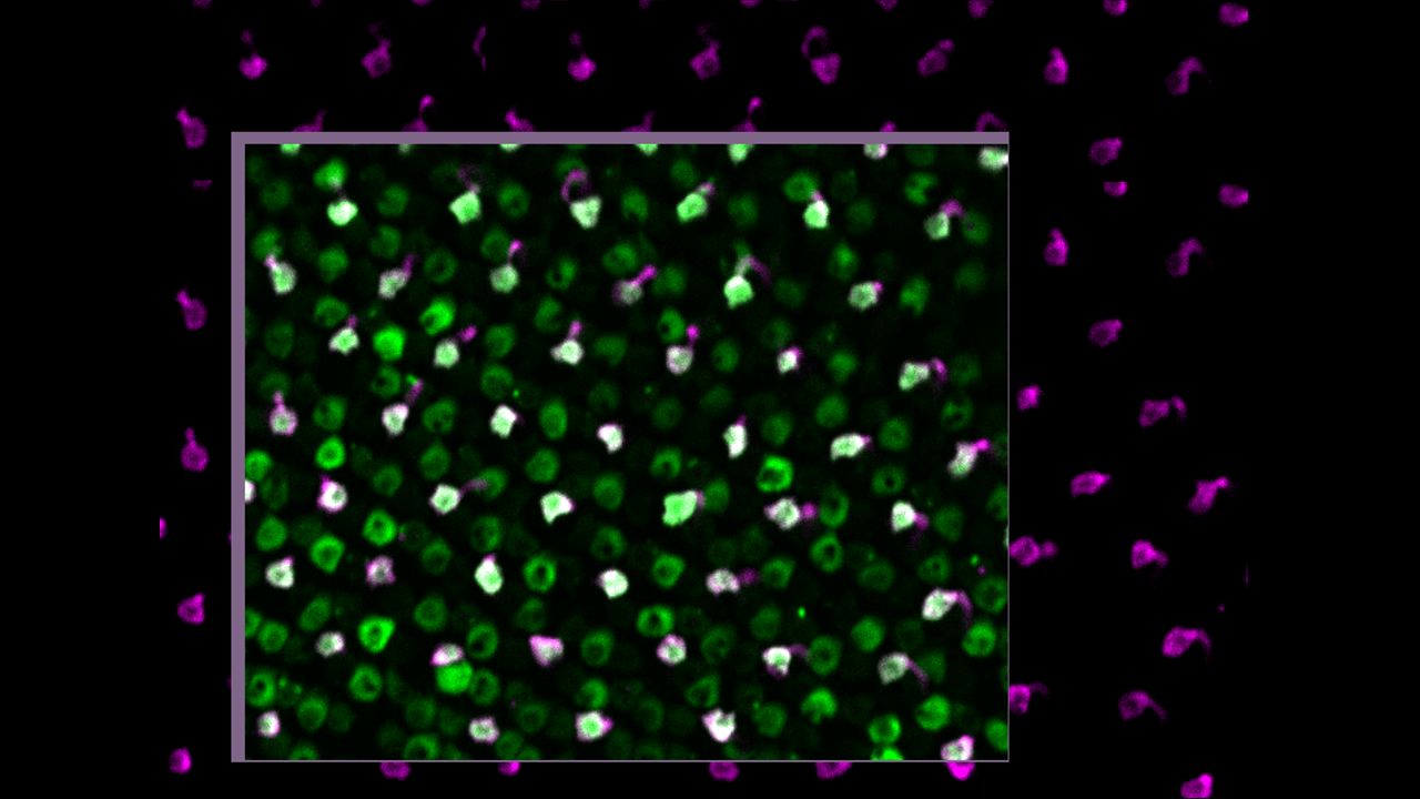 SP zebrafish inset