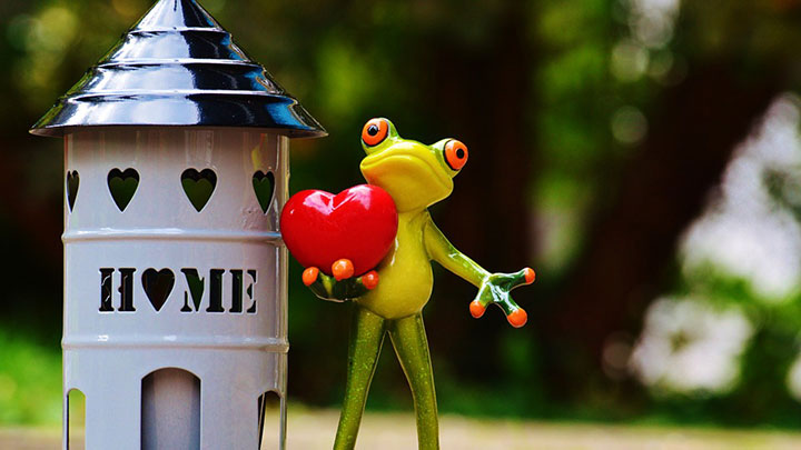 A frog at home