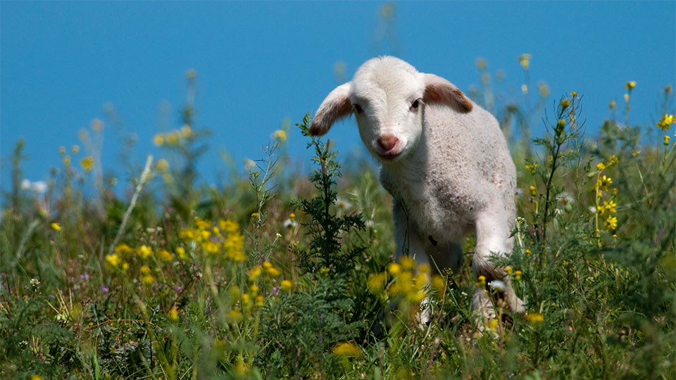 Lamb