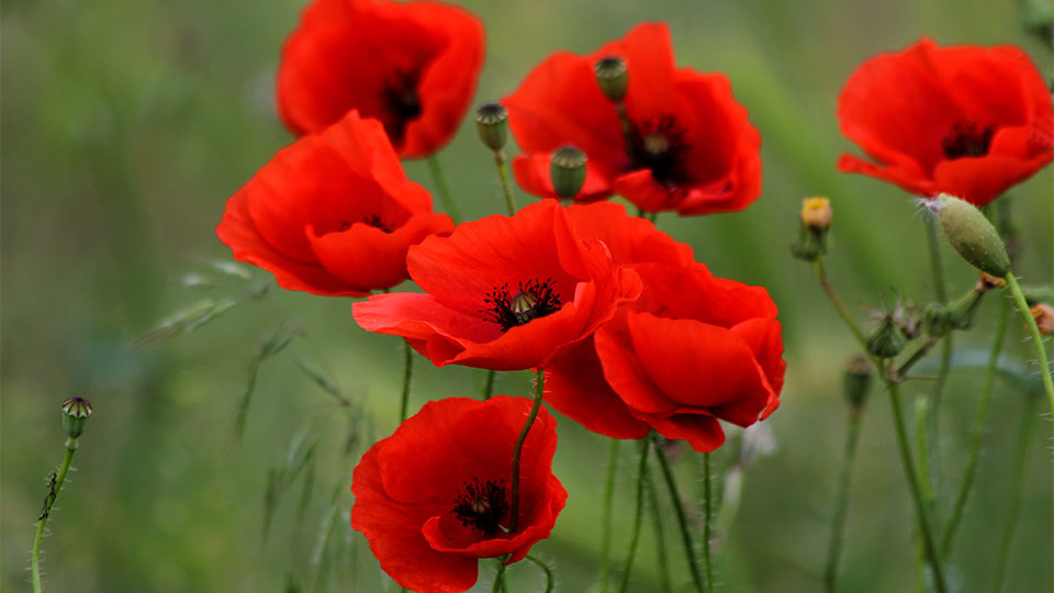 Poppies
