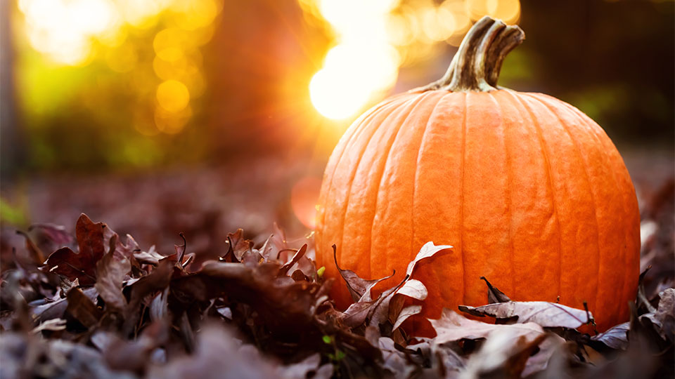 Pumpkin