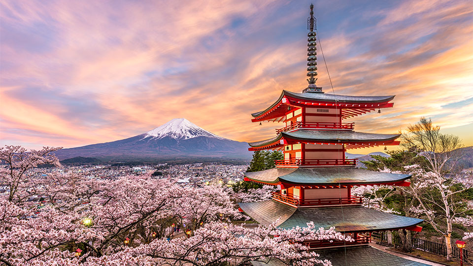 Cherry Blossom